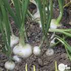 Plants d'oignons blancs 'Vaugirard' : barquette de 40 plants